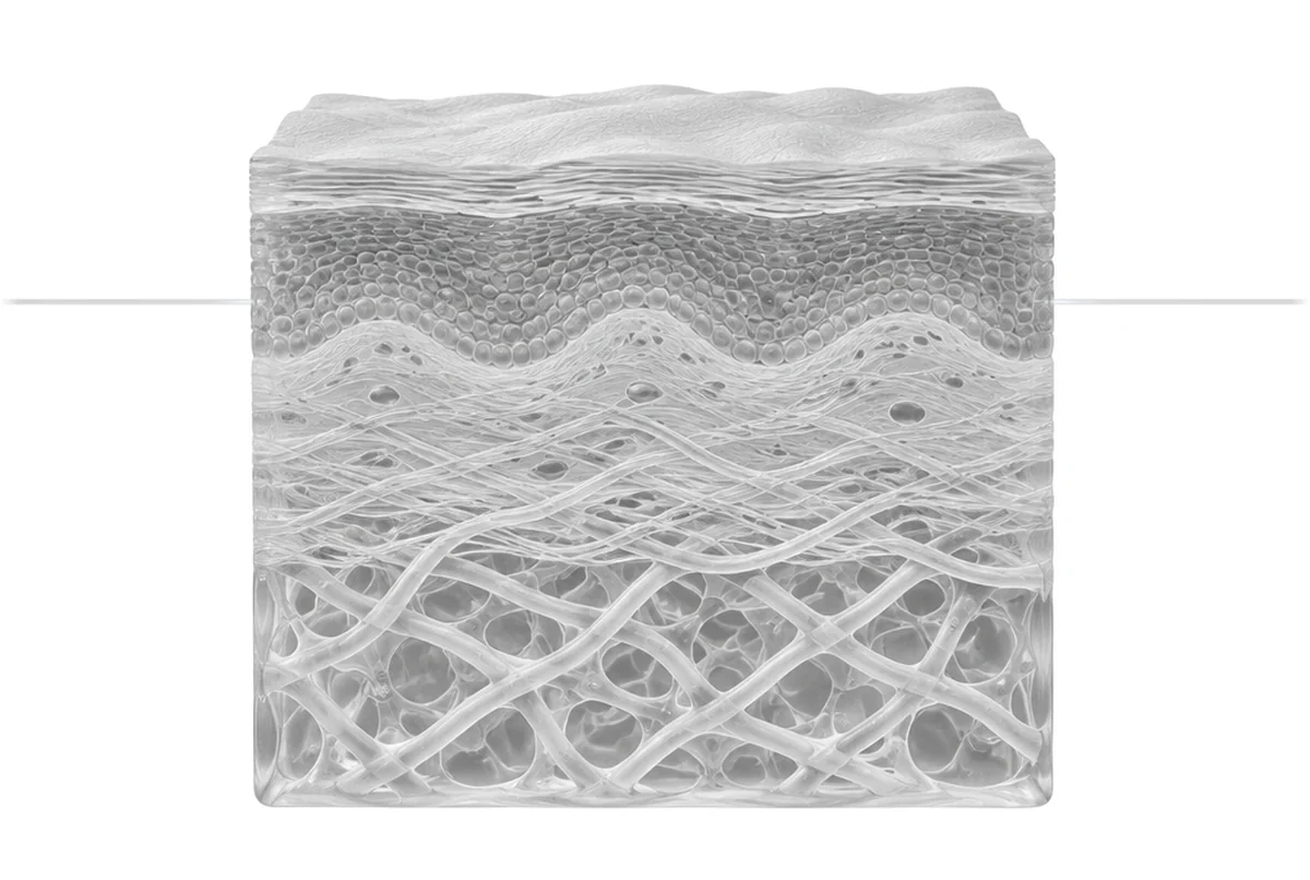 Skin health glass anatomy illustration