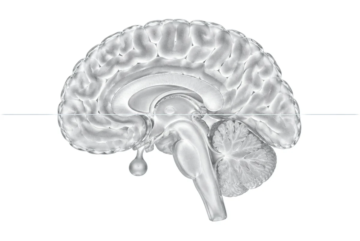 Female hormones glass anatomy illustration