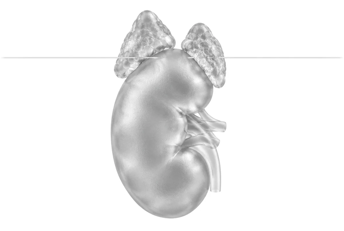 Male hormones glass anatomy illustration