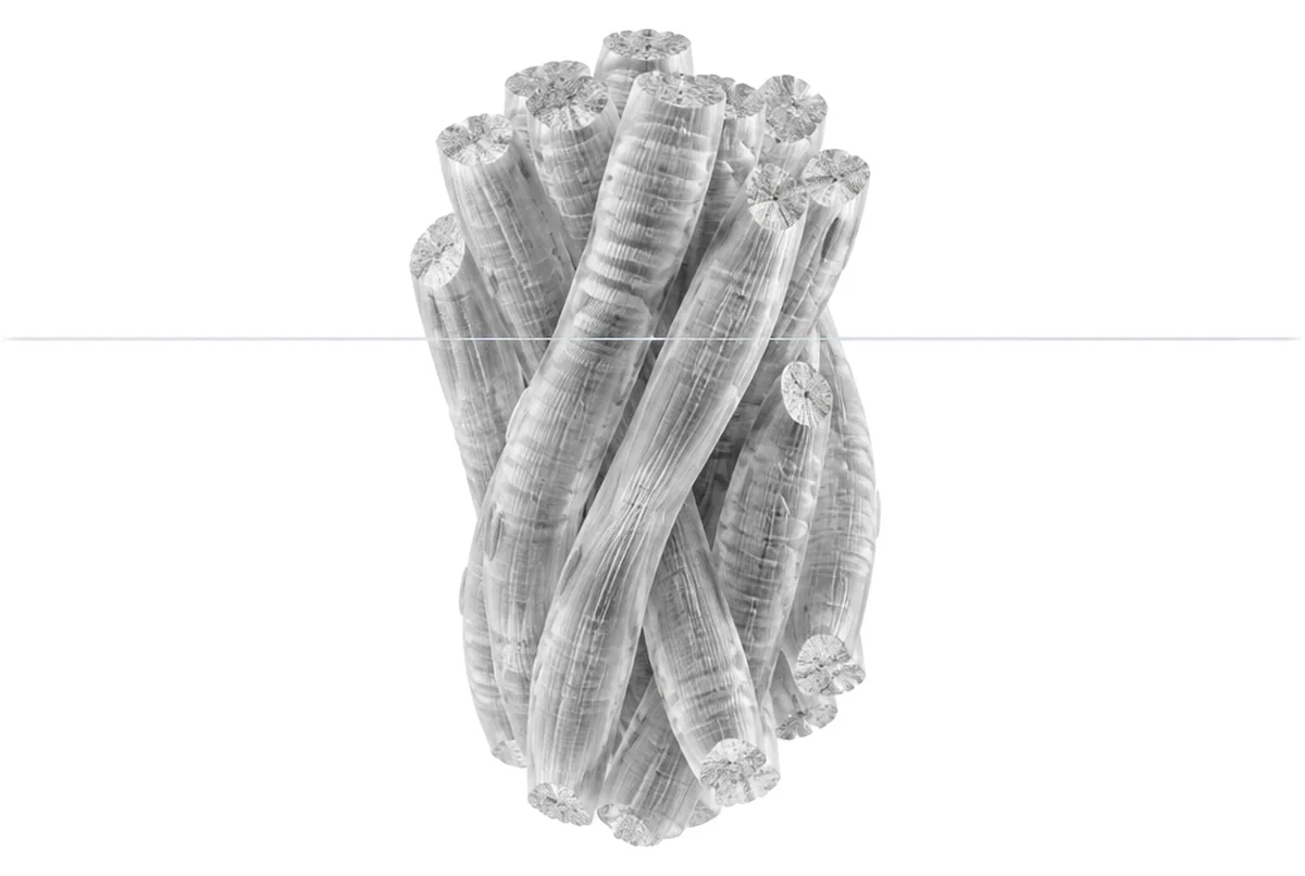 Sport & recovery glass anatomy illustration