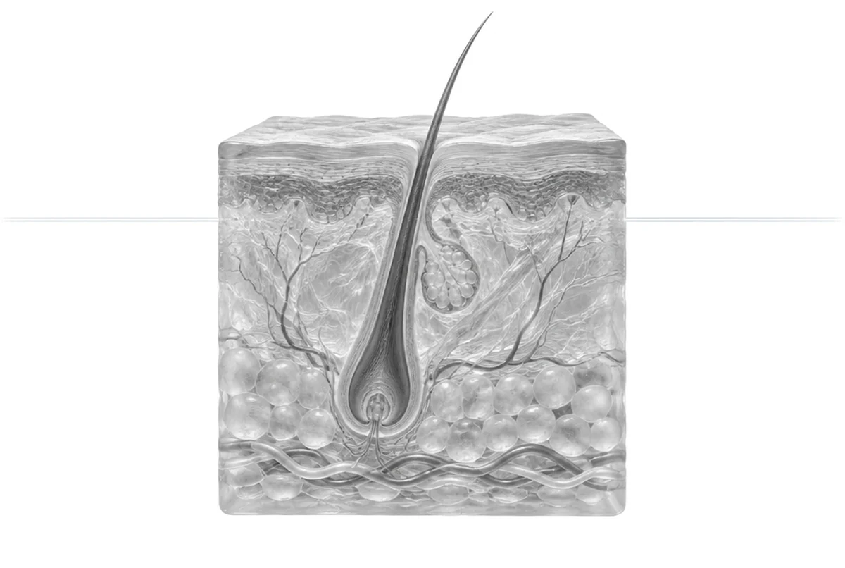 Hair health glass anatomy illustration