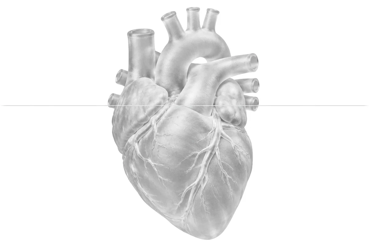 Heart & metabolism glass anatomy illustration
