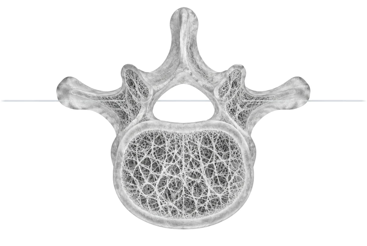 Bone health glass anatomy illustration